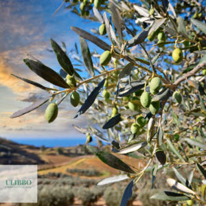 The Silent Masters of Sicily: The Olive and Carob Trees