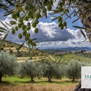 Il patriarca verde e il gigante resiliente: l’ulivo e il carrubbo, testimoni silenti della civiltà contadina siciliana